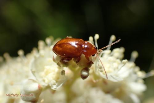 Réf. 277 257 : Neocrepidodera sp.
